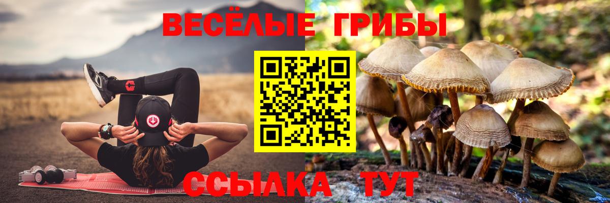 Псилоцибиновые грибы Psilocybe Сызрань